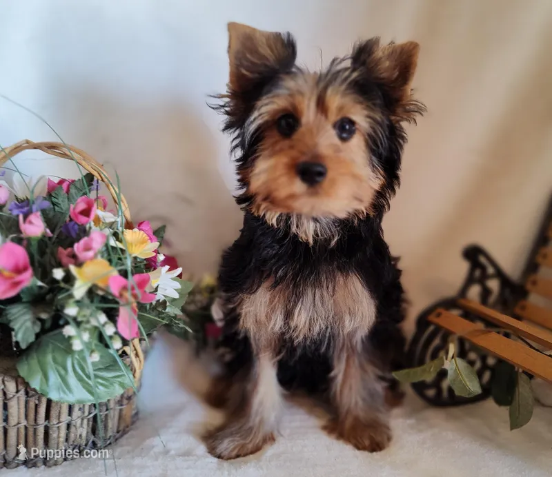 Zoe – Yorkshire Terrier puppy for sale in Phelan, CA