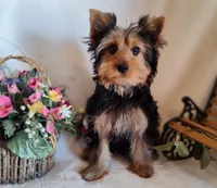Zoe, a female Yorkshire Terrier for sale in Phelan, CA – 1 of 6