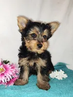 Zoe, a female Yorkshire Terrier for sale in Phelan, CA – Photo 3 of 6