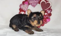 Zoe, a female Yorkshire Terrier for sale in Phelan, CA – Photo 4 of 6