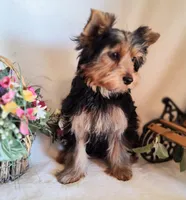 Zoe, a female Yorkshire Terrier for sale in Phelan, CA – 3 of 6