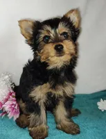 Zoe, a female Yorkshire Terrier for sale in Phelan, CA – Photo 1 of 6