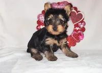 Zoe, a female Yorkshire Terrier for sale in Phelan, CA – Photo 2 of 6