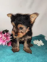 Zoe, a female Yorkshire Terrier for sale in Phelan, CA – Photo 2 of 6