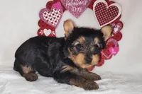 Zoe, a female Yorkshire Terrier for sale in Phelan, CA – Photo 3 of 6