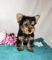 Zoe, a female Yorkshire Terrier for sale in Phelan, CA – Photo 4 of 6