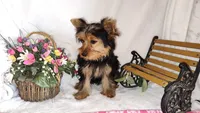 Zoe, a female Yorkshire Terrier for sale in Phelan, CA – 4 of 6