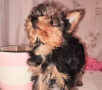 Lacy (pending), a female Yorkshire Terrier for sale in Phelan, CA – Photo 6 of 9