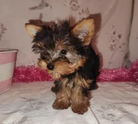 Lacy (pending), a female Yorkshire Terrier for sale in Phelan, CA – Photo 5 of 9