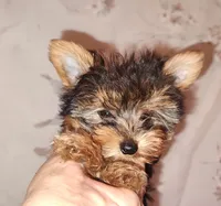 Lacy (pending), a female Yorkshire Terrier for sale in Phelan, CA – Photo 4 of 9
