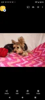Lacy (pending), a female Yorkshire Terrier for sale in Phelan, CA – Photo 8 of 9