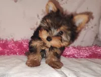 Lacy (pending), a female Yorkshire Terrier for sale in Phelan, CA – Photo 3 of 9