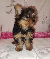 Lacy (pending), a female Yorkshire Terrier for sale in Phelan, CA – Photo 2 of 9