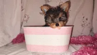 Lacy (pending), a female Yorkshire Terrier for sale in Phelan, CA – Photo 1 of 9