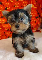 Rex, a male Yorkshire Terrier for sale in Phelan, CA – 3 of 9