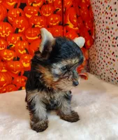 Rex, a male Yorkshire Terrier for sale in Phelan, CA – 8 of 9