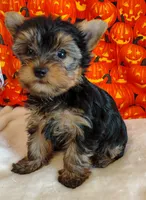 Rex, a male Yorkshire Terrier for sale in Phelan, CA – 5 of 9