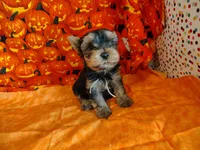 Randy, a male Yorkshire Terrier for sale in Phelan, CA – 4 of 9