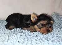 Darby, a male Yorkshire Terrier for sale in Phelan, CA – Photo 4 of 5