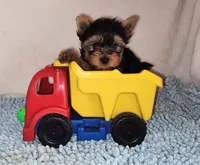 Darby, a male Yorkshire Terrier for sale in Phelan, CA – Photo 5 of 5