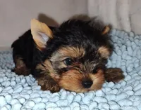 Darby, a male Yorkshire Terrier for sale in Phelan, CA – Photo 1 of 5