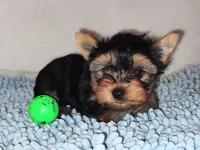 Darby, a male Yorkshire Terrier for sale in Phelan, CA – Photo 2 of 5