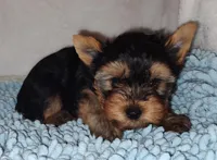 Darby, a male Yorkshire Terrier for sale in Phelan, CA – Photo 3 of 5