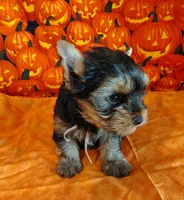 Randy, a male Yorkshire Terrier for sale in Phelan, CA – 2 of 9