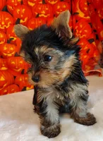 Rex, a male Yorkshire Terrier for sale in Phelan, CA – 4 of 9