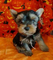 Randy, a male Yorkshire Terrier for sale in Phelan, CA – 3 of 9