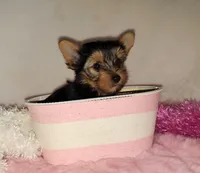 Violet, a female Yorkshire Terrier for sale in Phelan, CA – 6 of 8