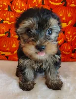 Rex, a male Yorkshire Terrier for sale in Phelan, CA – 1 of 9