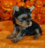 Randy, a male Yorkshire Terrier for sale in Phelan, CA – 6 of 9