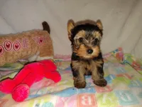 Violet, a female Yorkshire Terrier for sale in Phelan, CA – 2 of 8