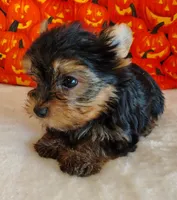 Rex, a male Yorkshire Terrier for sale in Phelan, CA – 2 of 9