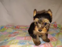 Violet, a female Yorkshire Terrier for sale in Phelan, CA – 3 of 8