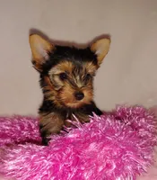 Violet, a female Yorkshire Terrier for sale in Phelan, CA – 5 of 8