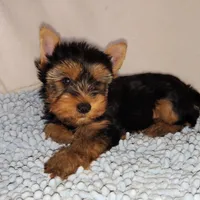 Max (pending), a male Yorkshire Terrier for sale in Phelan, CA – 5 of 7