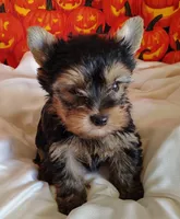 Rex, a male Yorkshire Terrier for sale in Phelan, CA – 6 of 9