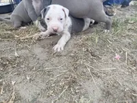 No Name, a female American Pit Bull Terrier for sale in Fresno, CA – Photo 3 of 3