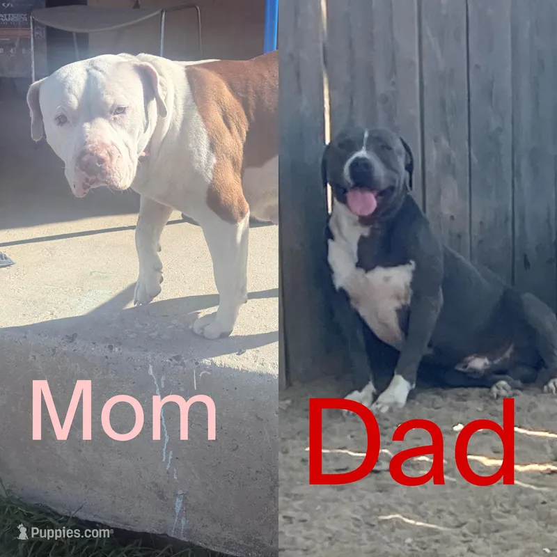 No Name – American Pit Bull Terrier puppy for sale in Fresno, CA