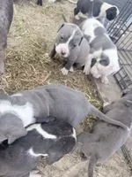 No Name, a female American Pit Bull Terrier for sale in Fresno, CA – Photo 2 of 3