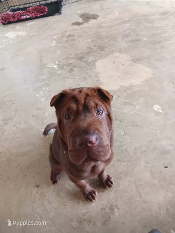 Coco – Chinese Shar-Pei puppy for sale in Meridian, MS