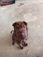 Coco, a female Chinese Shar-Pei for sale in Meridian, MS – 1 of 3