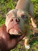 Nila, a female American Bully for sale in Meridian, MS – 4 of 4