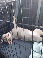 Nila, a female American Bully for sale in Meridian, MS – 3 of 4
