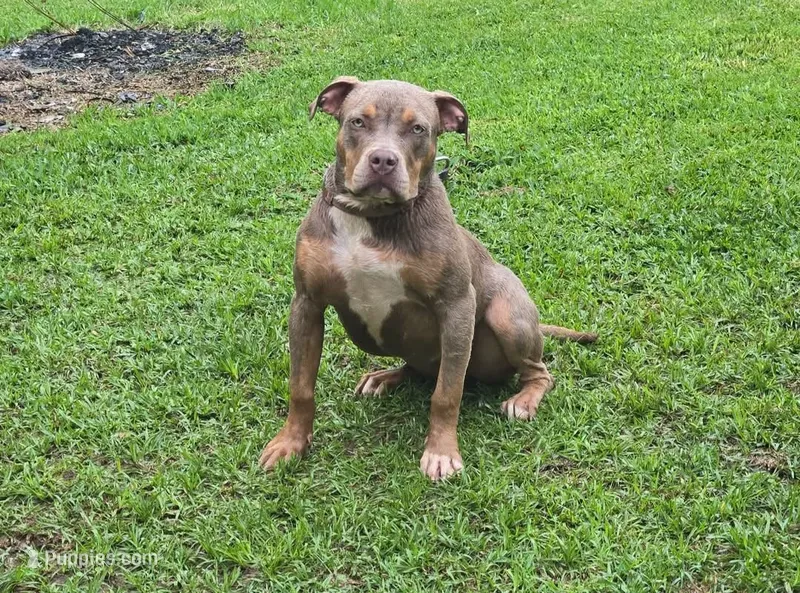 Neila – American Bully puppy for sale in Meridian, MS