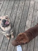 Grumpy, a male Chinese Shar-Pei for sale in Meridian, MS – 3 of 3