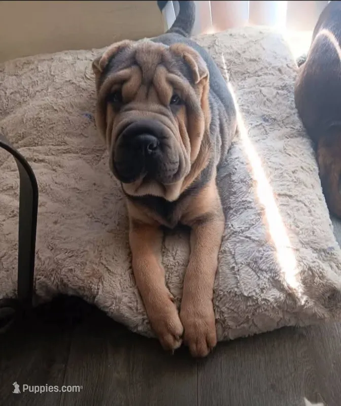 Grumpy – Chinese Shar-Pei puppy for sale in Meridian, MS