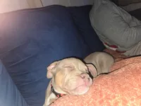 Nila, a female American Bully for sale in Meridian, MS – 2 of 4